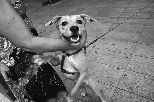 A dog's Life #2