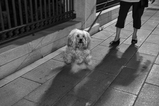 A dog's Life #3