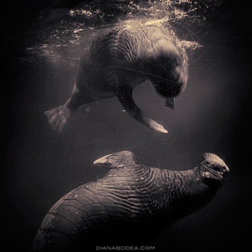 Aquatic Life #3