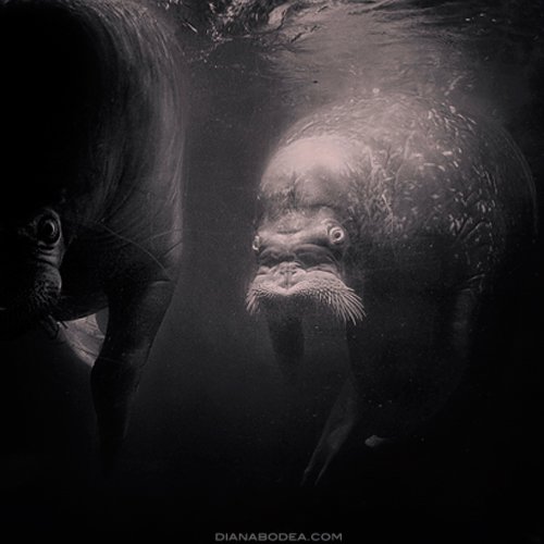 Aquatic Life #4