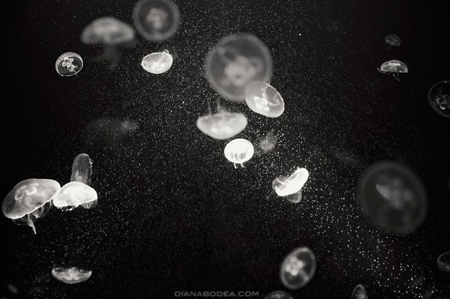 Medusas #1