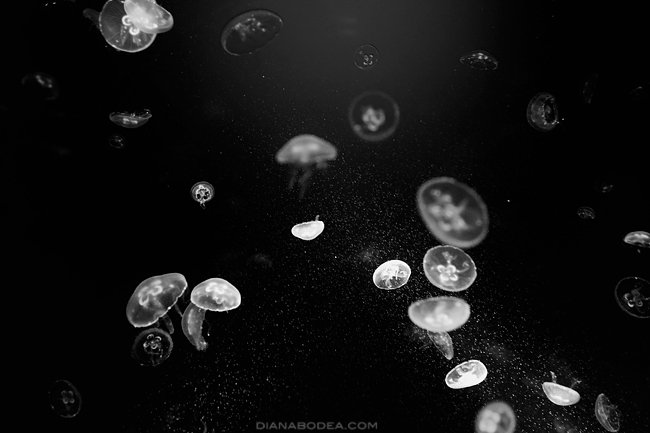 Medusas #2