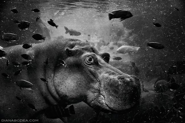 Aquatic Life #5