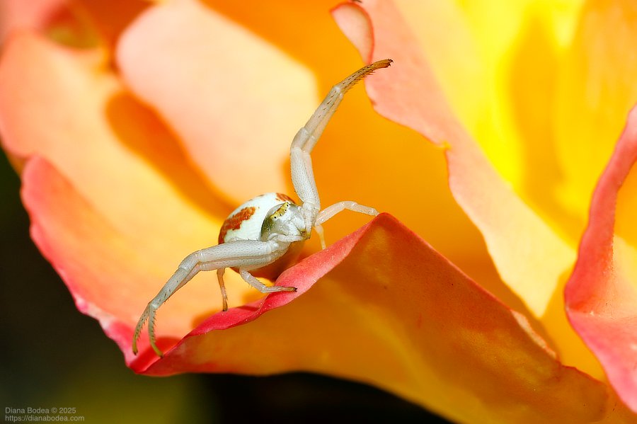 Misumena vatia