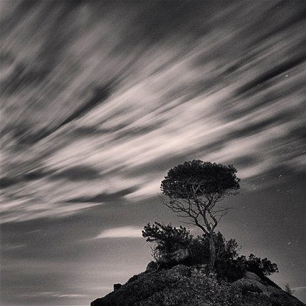 The lonely tree - Ibiza