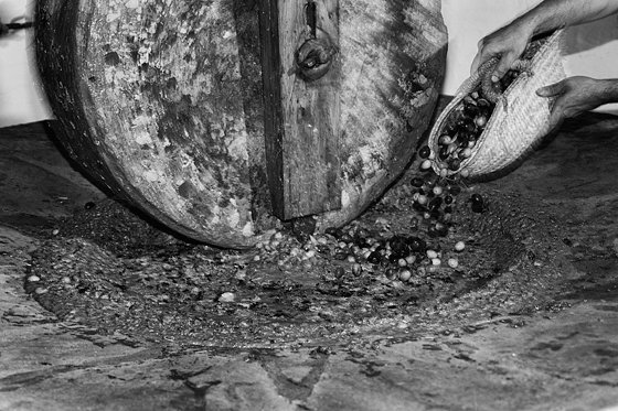 Olive Oil Extraction #11