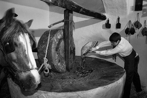 Olive Oil Extraction #12