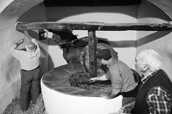 Olive Oil Extraction #14