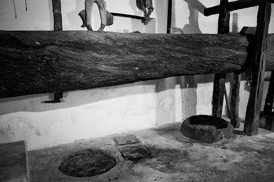 Olive Oil Extraction #2