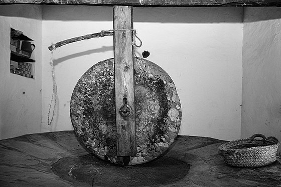 Olive Oil Extraction#3