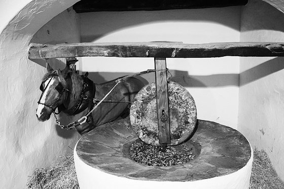 Olive Oil Extraction #8