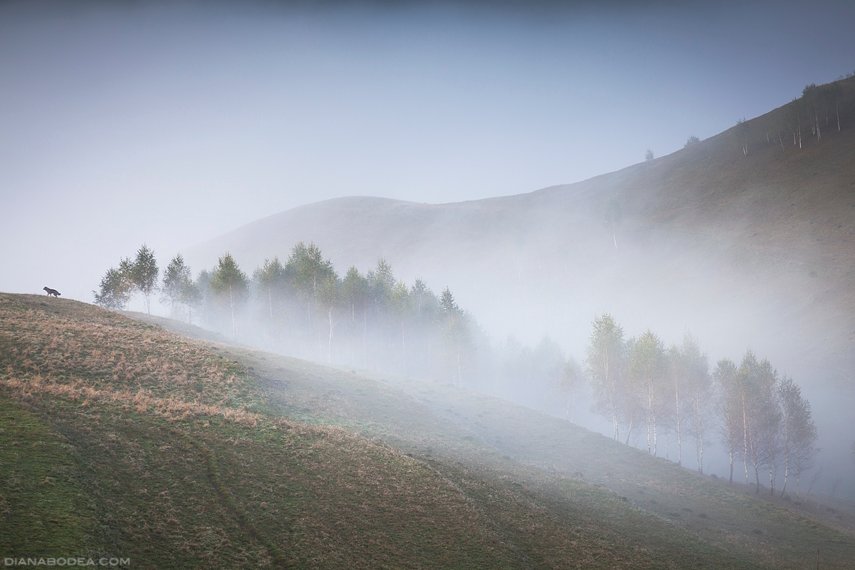 Mist